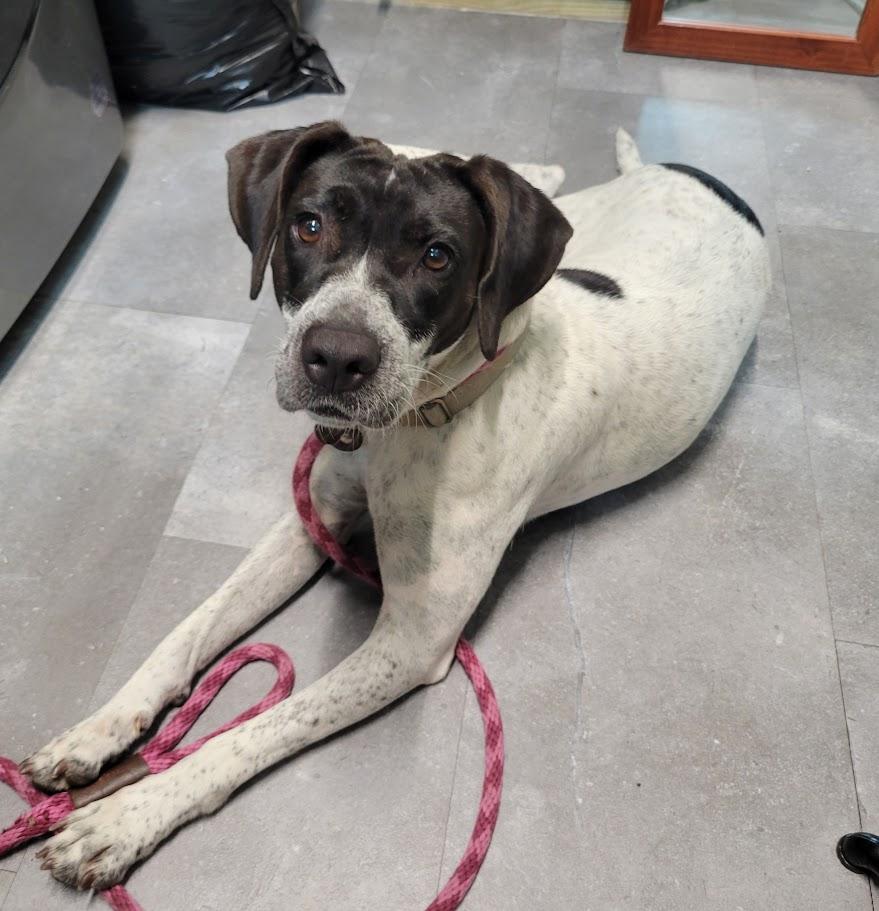 Cookie, a ADOPTABLE mixed breed in Lisbon, OH image 2/2