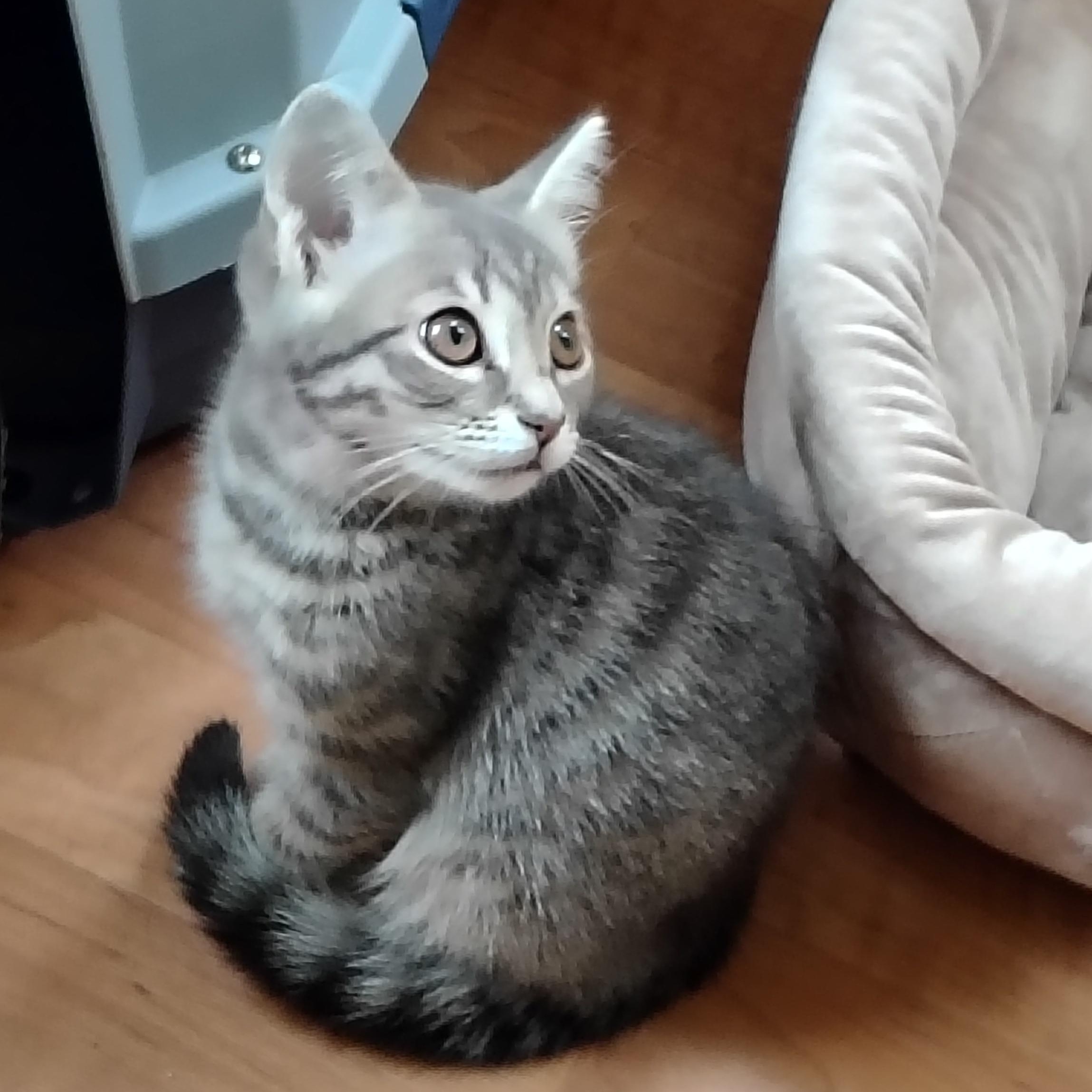 Dannie, Adoptable, Kitten Female Tabby & Domestic Short Hair.
