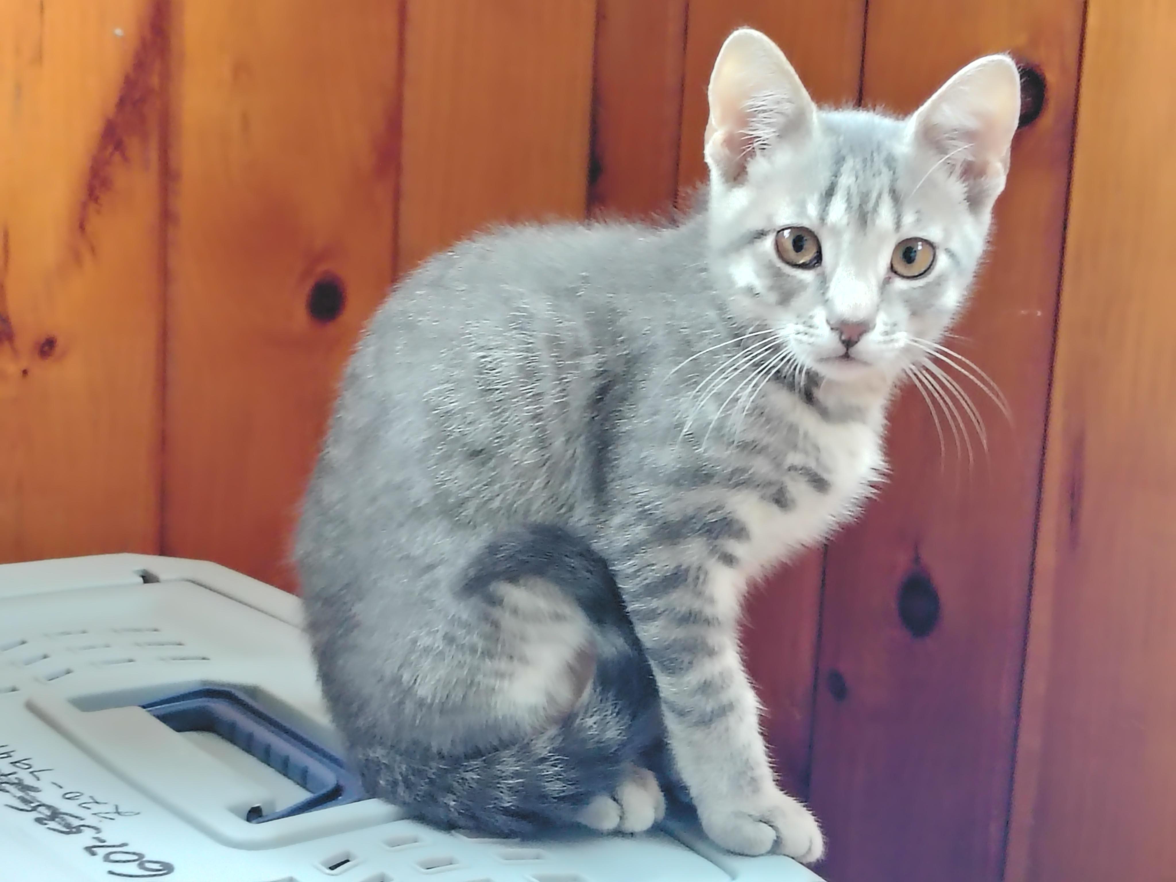 Dannie, a Adoptable mixed breed in Montour Falls, NY image 2/2