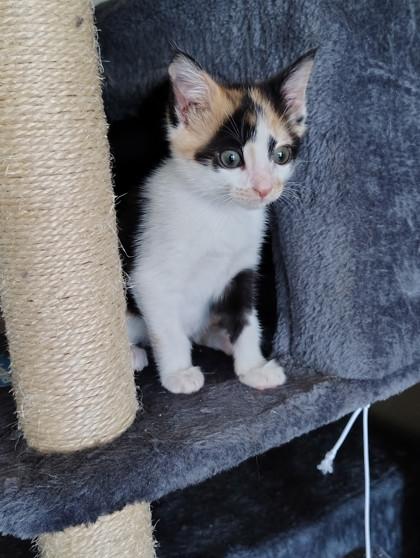 06458B Tessey - Petsmart Summerville, Adoptable, Young Female Domestic Short Hair & Domestic Short Hair.