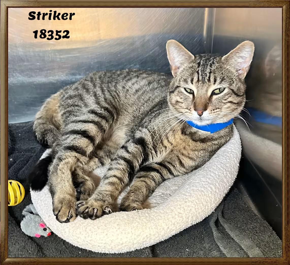 Enlarge STRIKER, an adopted Domestic Short Hair in Marietta, GA image 3/3