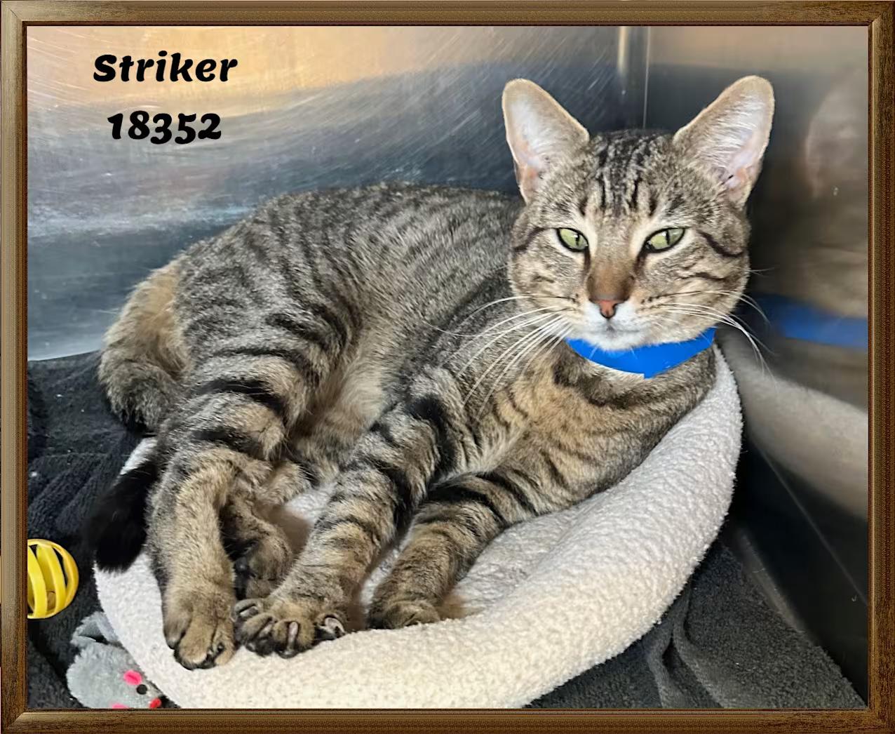 Enlarge STRIKER, an adopted Domestic Short Hair in Marietta, GA image 2/3
