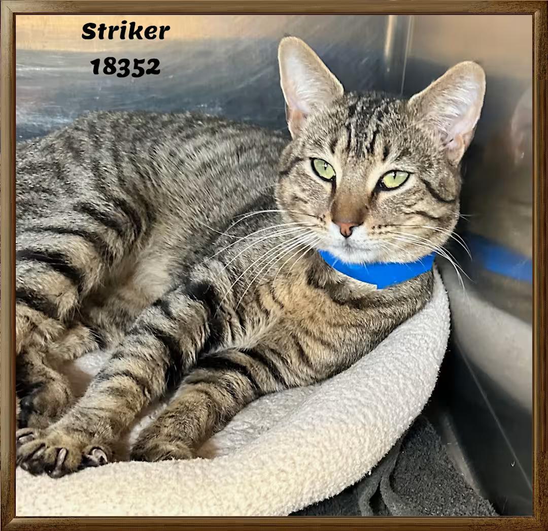 Enlarge STRIKER, an adopted Domestic Short Hair in Marietta, GA image 1/3
