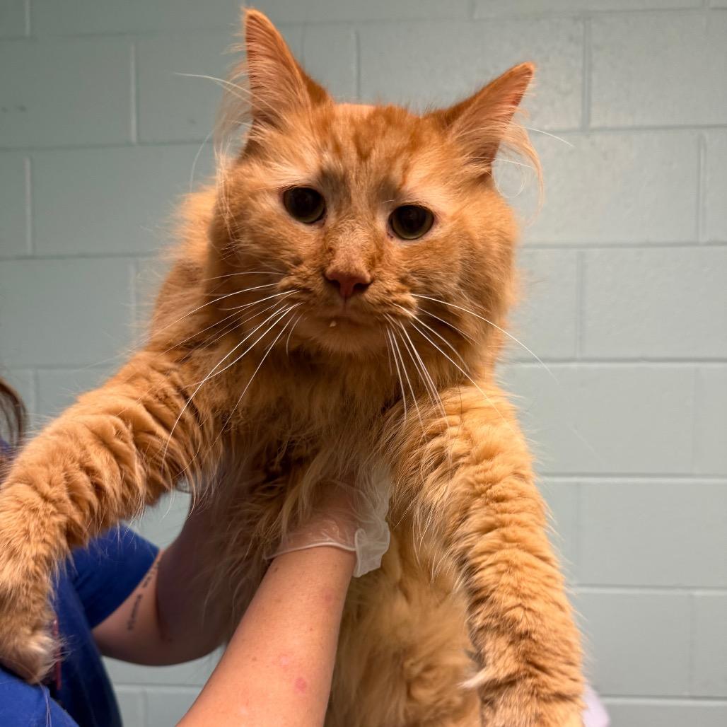 Pooh - Bonded to Sarah, Adoptable, Adult Male Domestic Medium Hair & Mixed Breed.