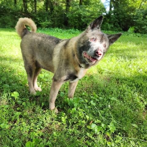 Sade, an adopted Akita in Brentwood, TN image 3/4