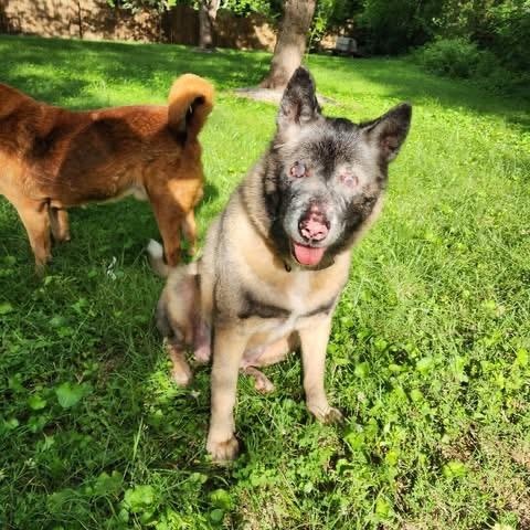 Sade, an adopted Akita in Brentwood, TN image 2/4