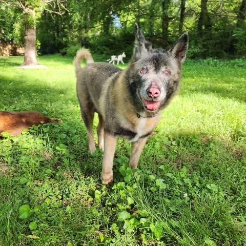 Sade, adopted, Adult Female Akita.