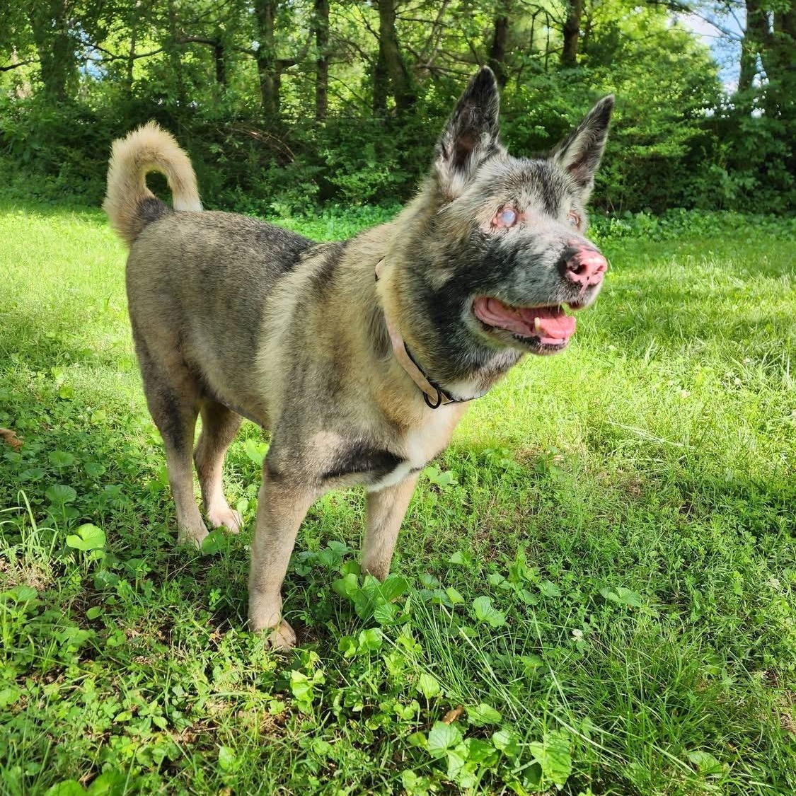 Sade, an adopted Akita in Brentwood, TN image 4/4