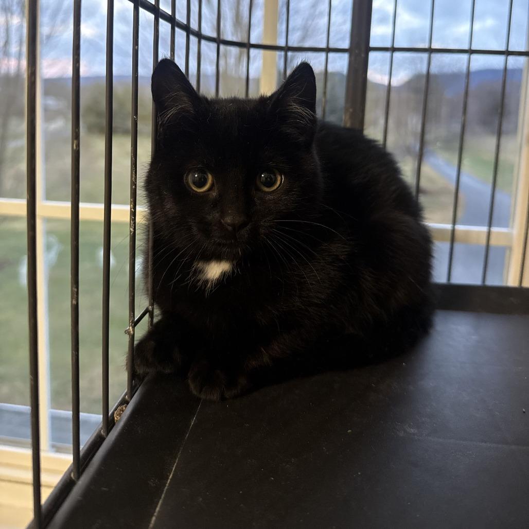 Enlarge Lark Bowers, a Adoptable Domestic Short Hair in Woodstock, VA image 1/1