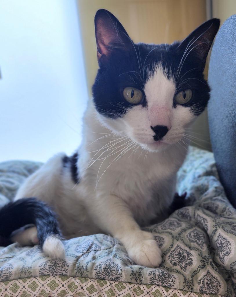 Enlarge Doppler, a Adoptable mixed breed in Superior, WI image 1/1