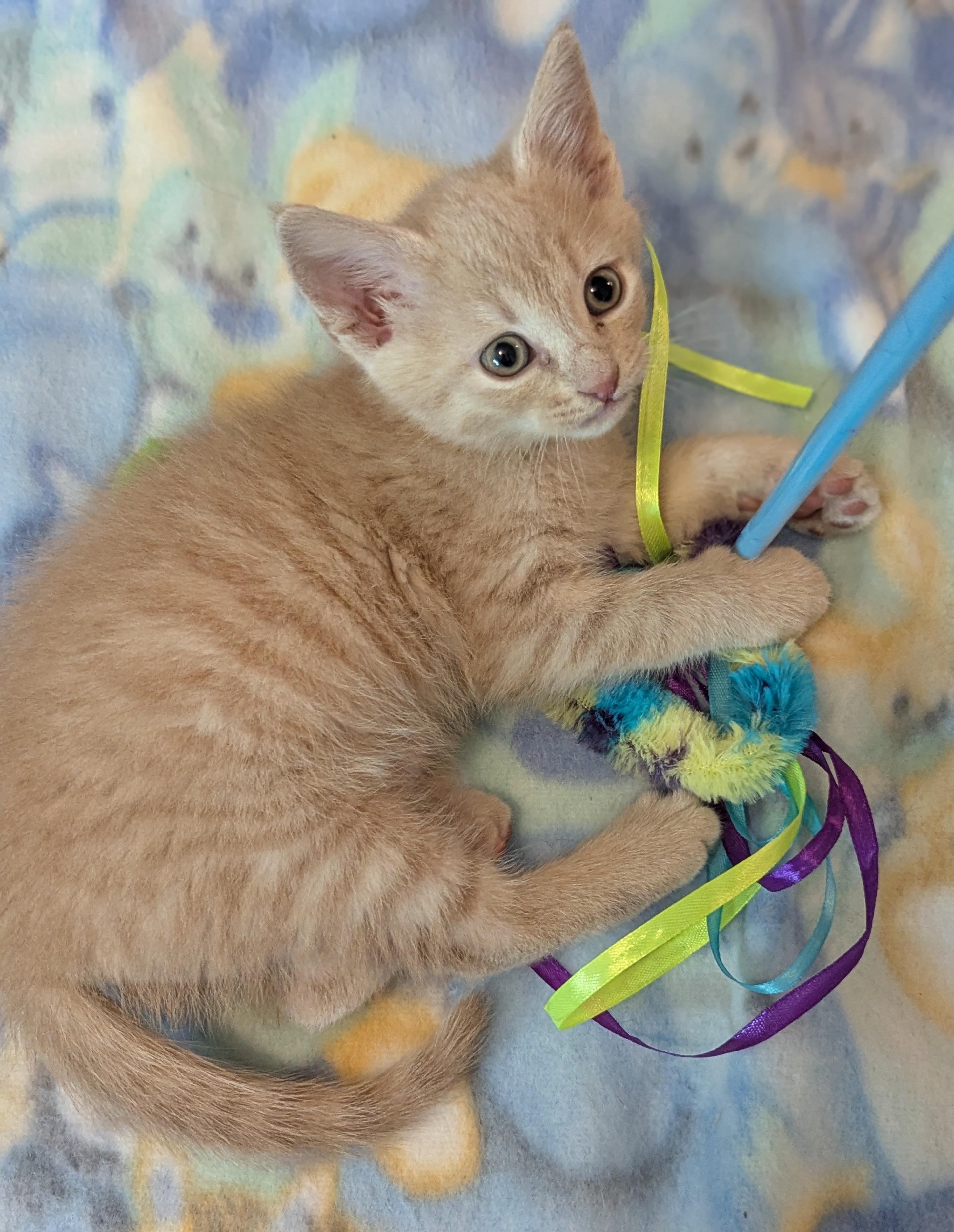 Tuna, Adoptable, Young Male Domestic Short Hair.
