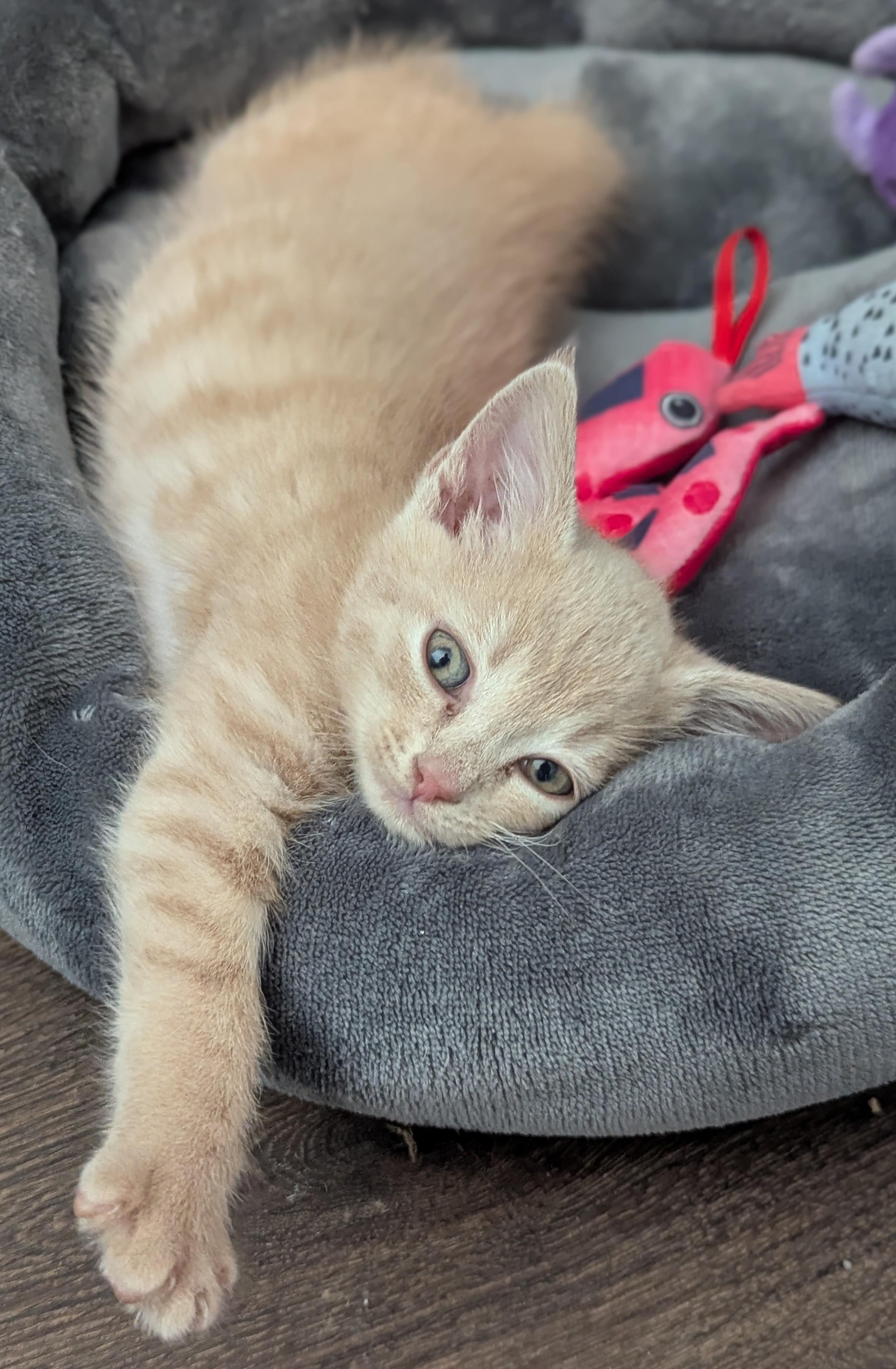 Enlarge Tuna, a Adoptable Domestic Short Hair in Charlotte, NC image 4/6