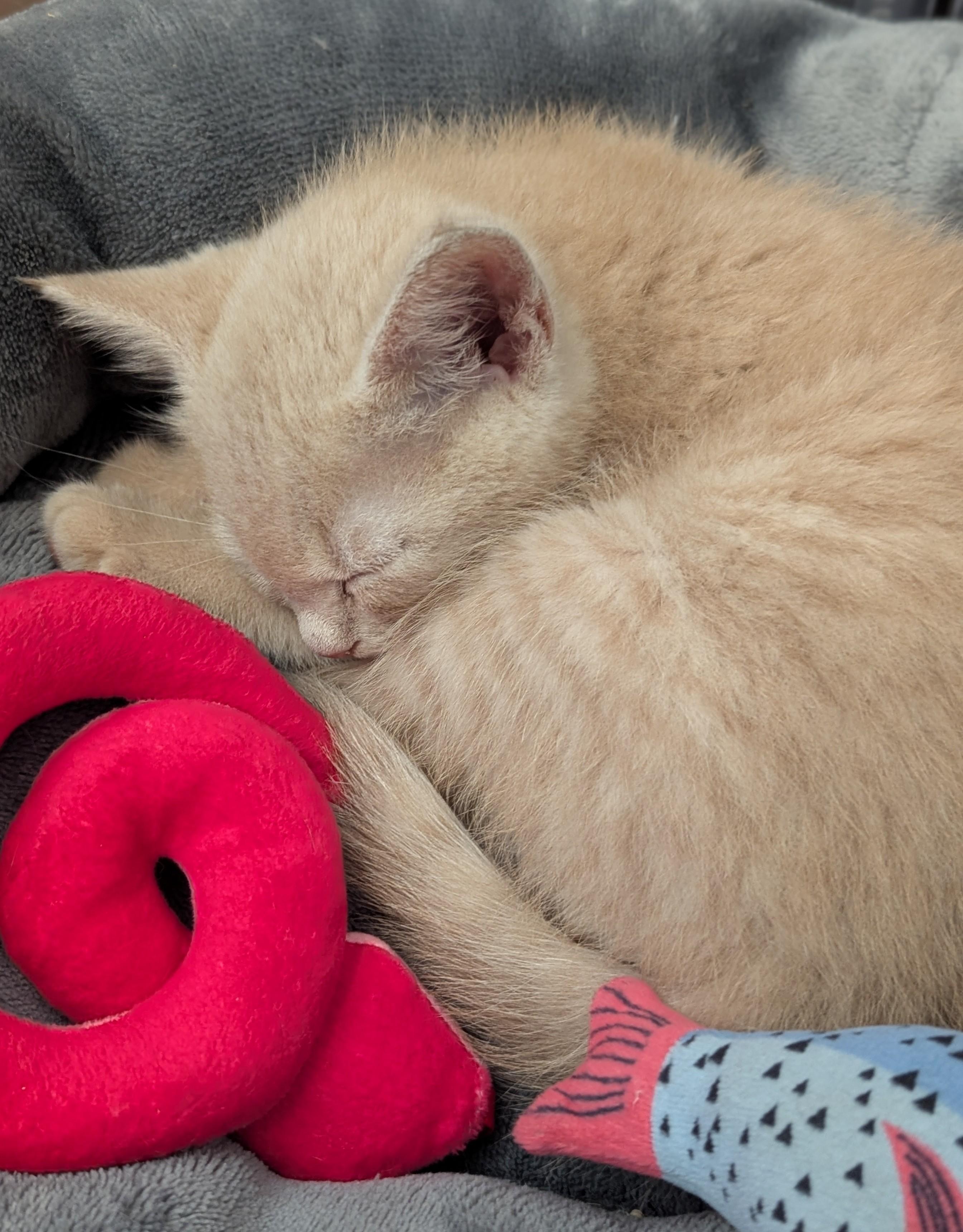 Enlarge Tuna, a Adoptable Domestic Short Hair in Charlotte, NC image 3/6