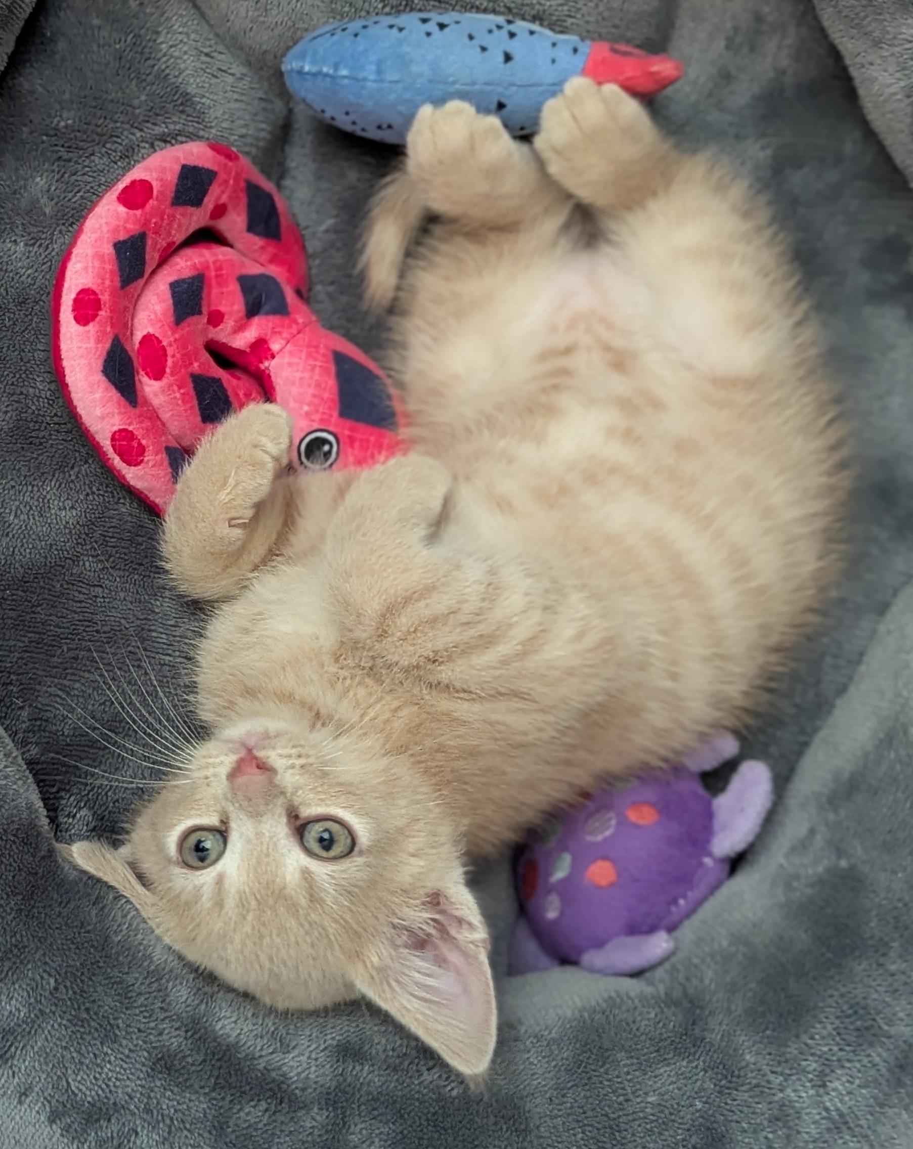 Enlarge Tuna, a Adoptable Domestic Short Hair in Charlotte, NC image 5/6