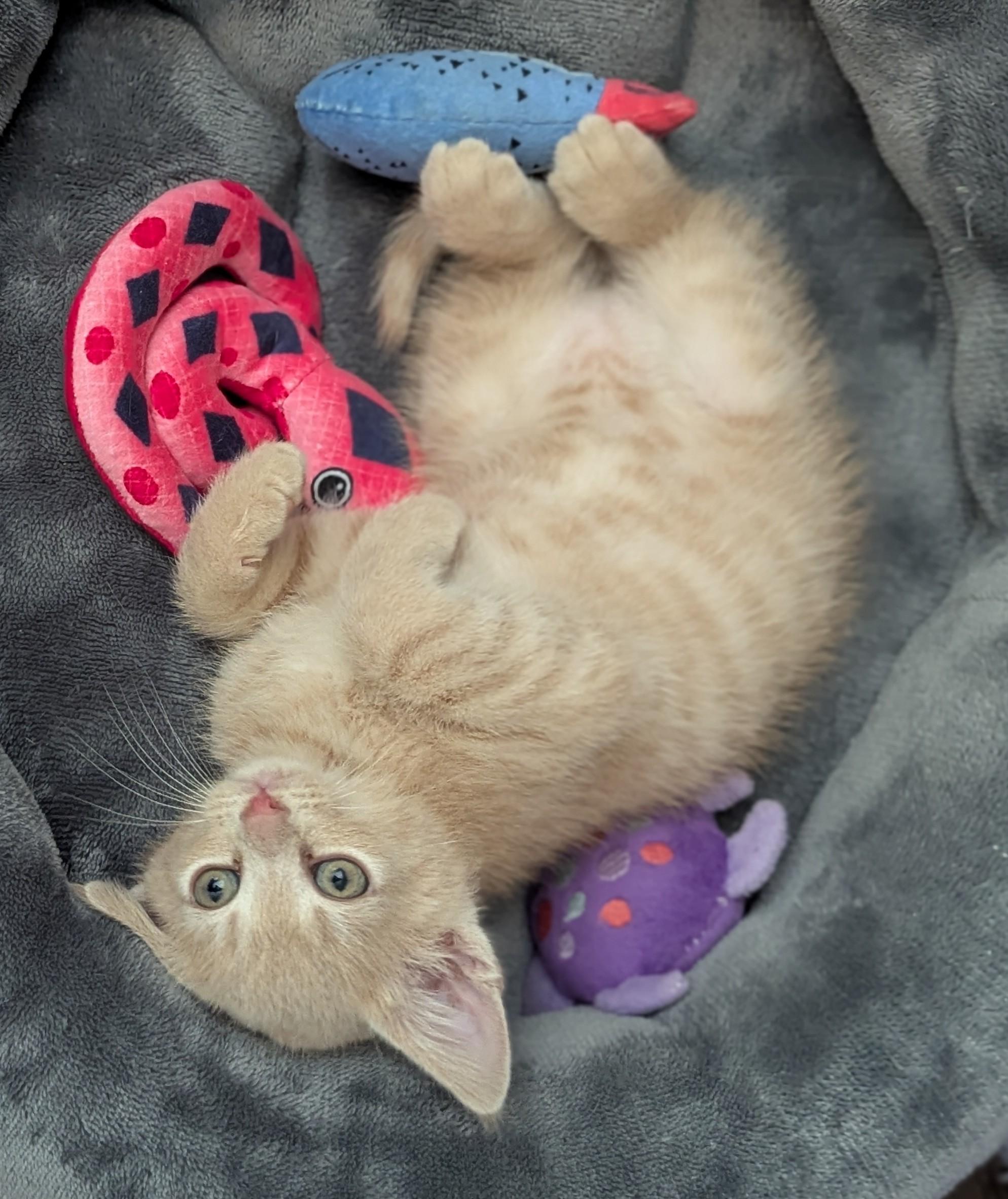 Enlarge Tuna, a Adoptable Domestic Short Hair in Charlotte, NC image 2/6