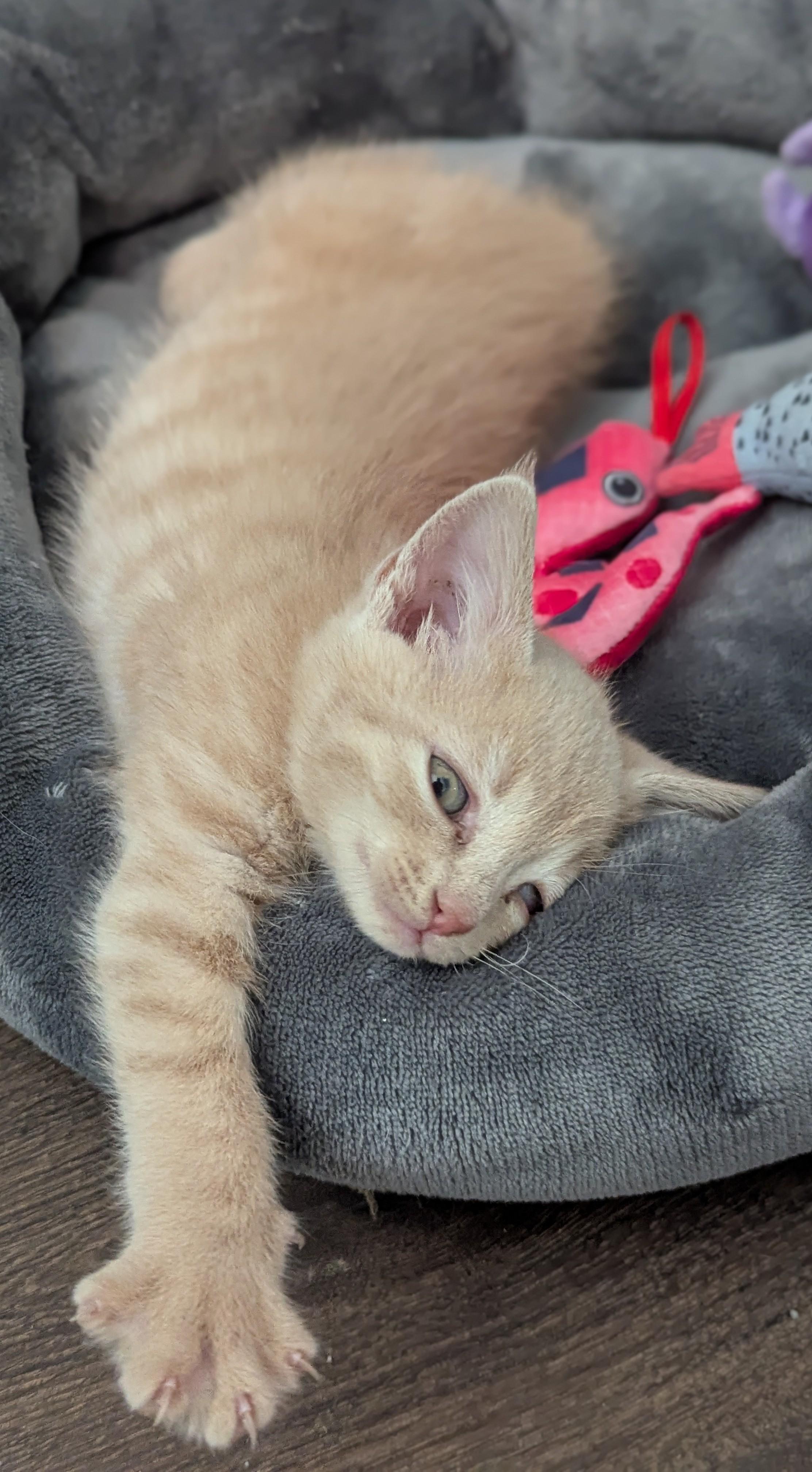 Enlarge Tuna, a Adoptable Domestic Short Hair in Charlotte, NC image 6/6