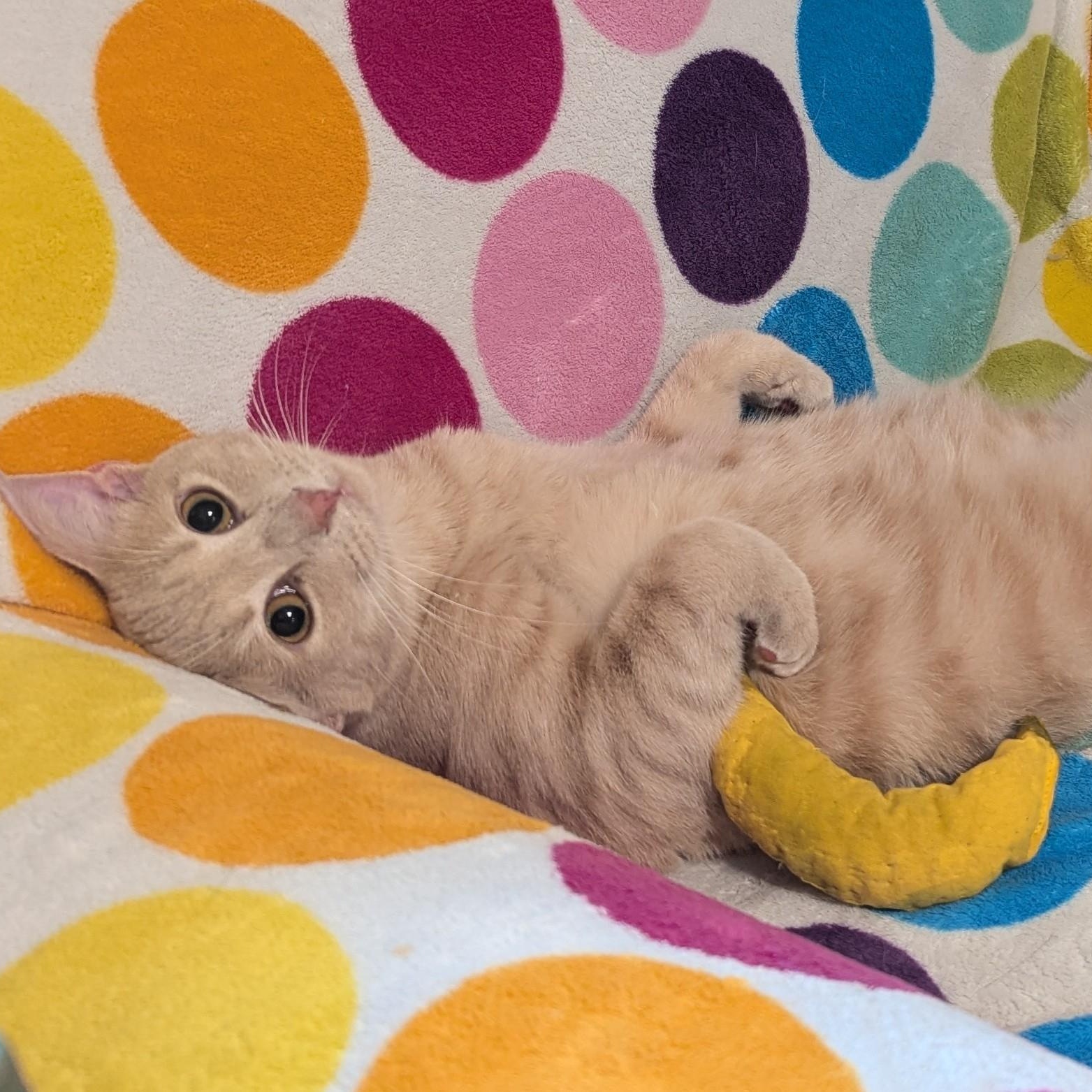 Tuna, Adoptable, Young Male Domestic Short Hair.