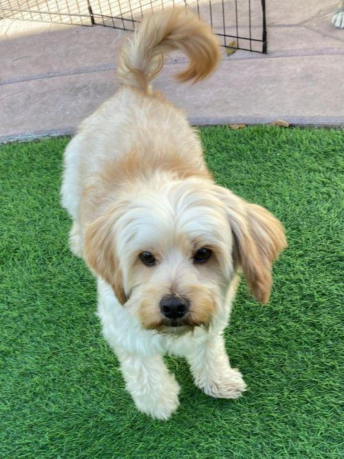 Pogo, a ADOPTABLE mixed breed in Carlsbad, CA image 5/5