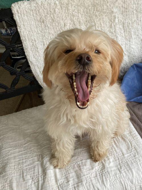 Pogo, a ADOPTABLE mixed breed in Carlsbad, CA image 4/5