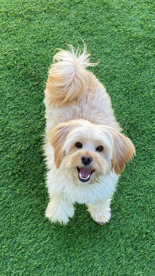 Pogo, a ADOPTABLE mixed breed in Carlsbad, CA image 3/5