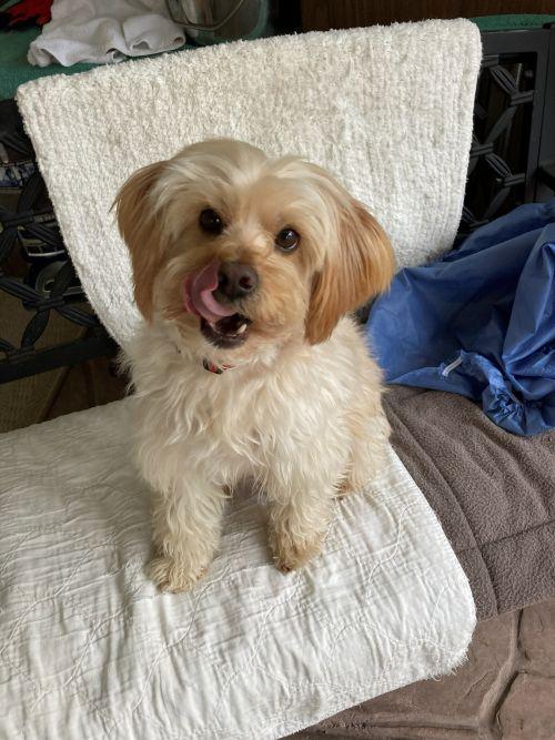 Pogo, ADOPTABLE, Adult Male Yorkshire Terrier & Miniature Poodle.