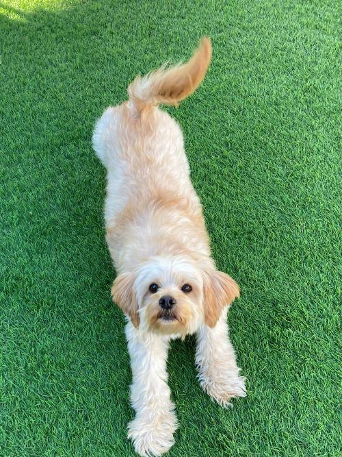 Pogo, a ADOPTABLE mixed breed in Carlsbad, CA image 2/5