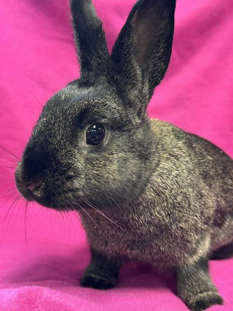 Enlarge Jaclyn, a Adoptable Bunny Rabbit in Westerville, OH image 2/5