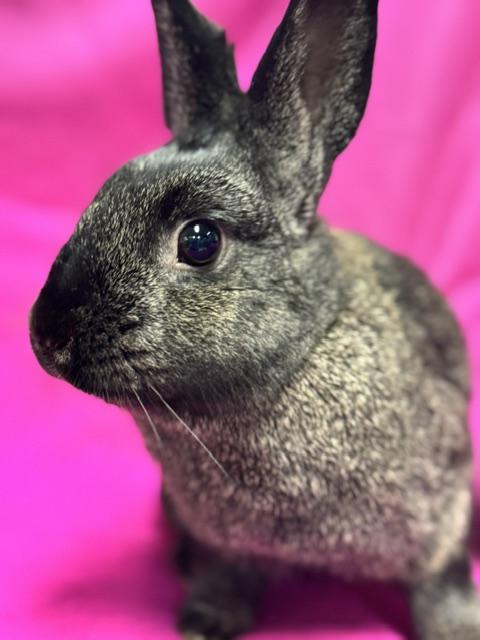 Enlarge Jaclyn, a Adoptable Bunny Rabbit in Westerville, OH image 1/5