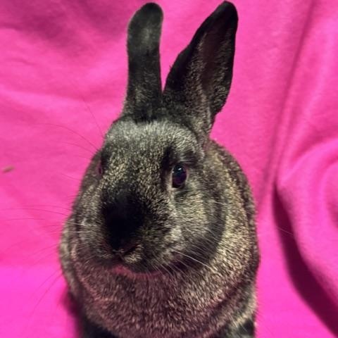 Enlarge Jaclyn, a Adoptable Bunny Rabbit in Westerville, OH image 3/5