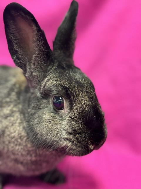 Enlarge Jaclyn, a Adoptable Bunny Rabbit in Westerville, OH image 5/5