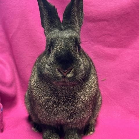 Enlarge Jaclyn, a Adoptable Bunny Rabbit in Westerville, OH image 4/5