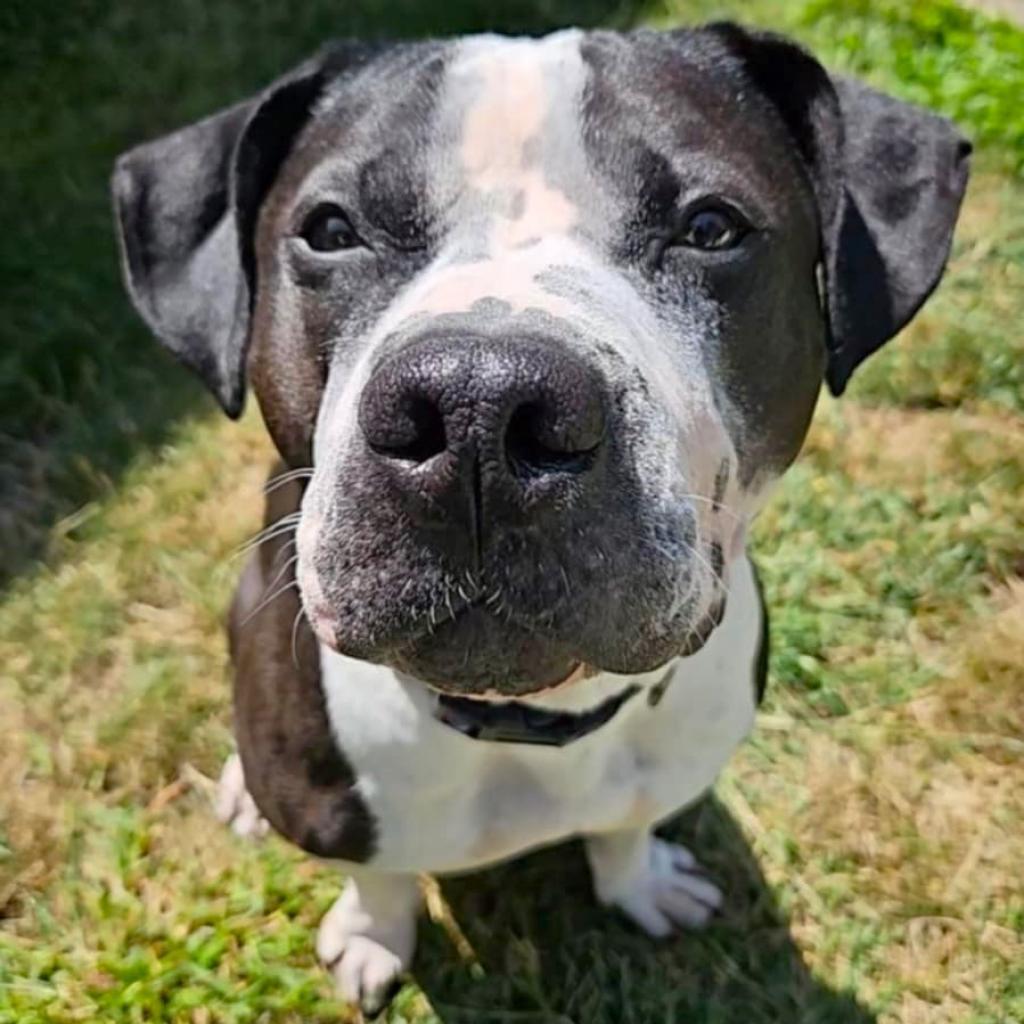 Flower, Adoptable, Adult Female Pit Bull Terrier.