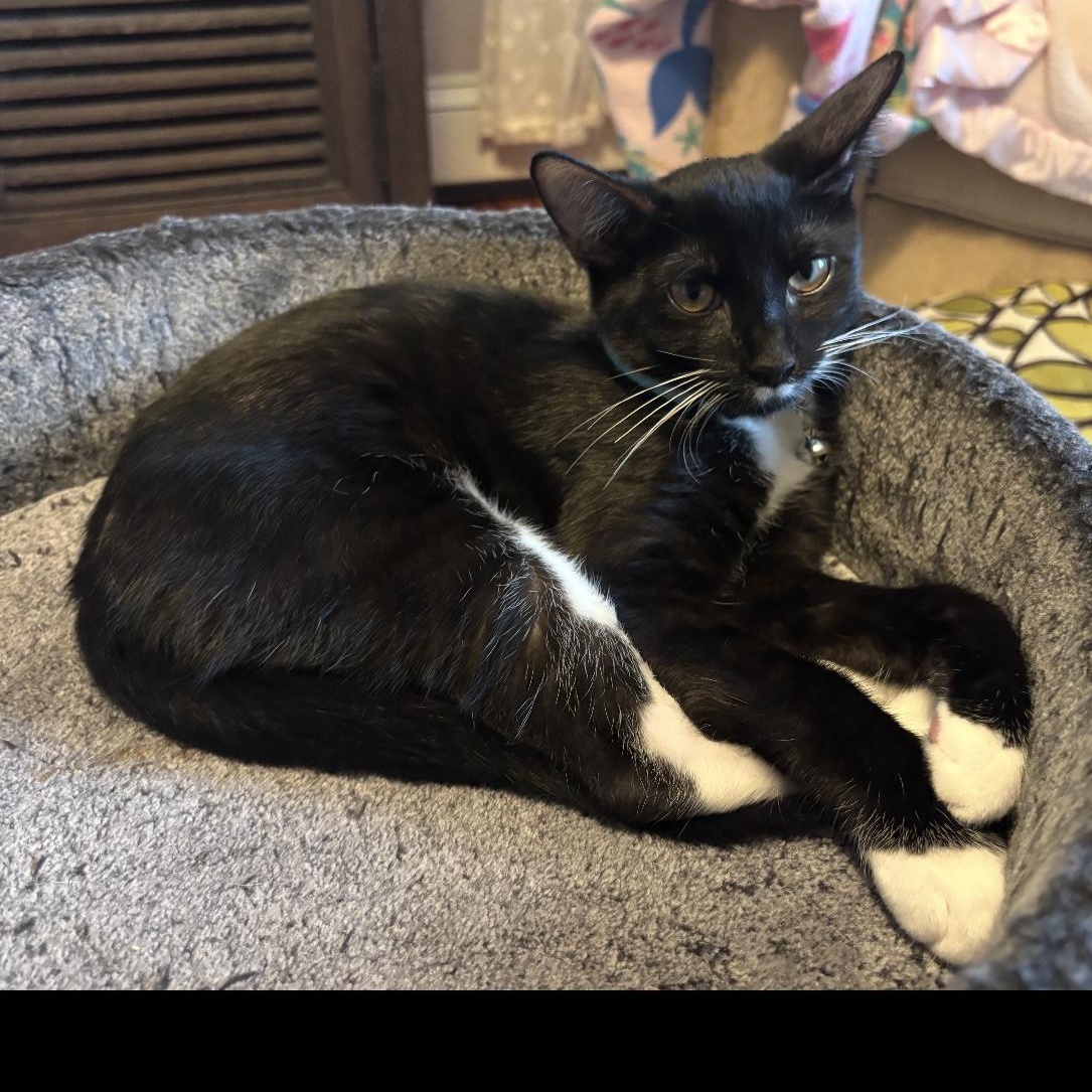 Enlarge Pierre & Jean, a Adoptable mixed breed in Cortlandt Manor, NY image 2/6