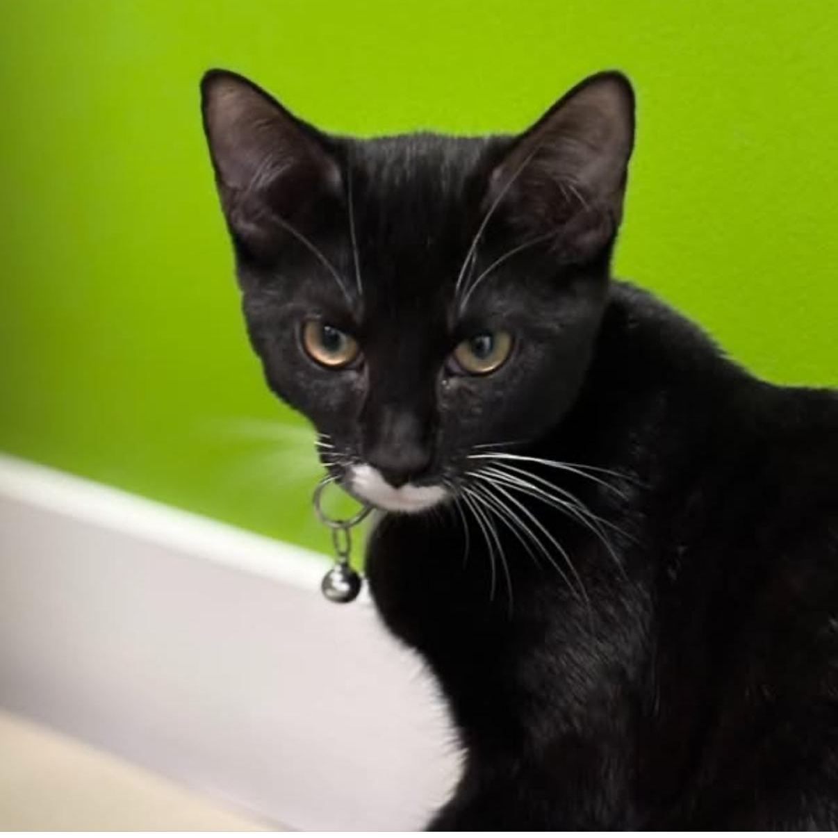 Enlarge Pierre & Jean, a Adoptable mixed breed in Cortlandt Manor, NY image 5/6