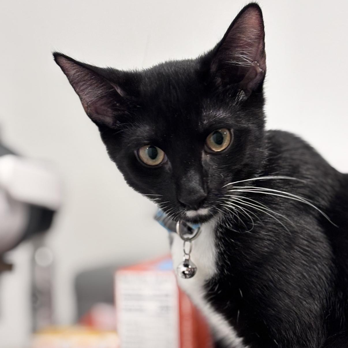 Enlarge Pierre & Jean, a Adoptable mixed breed in Cortlandt Manor, NY image 4/6