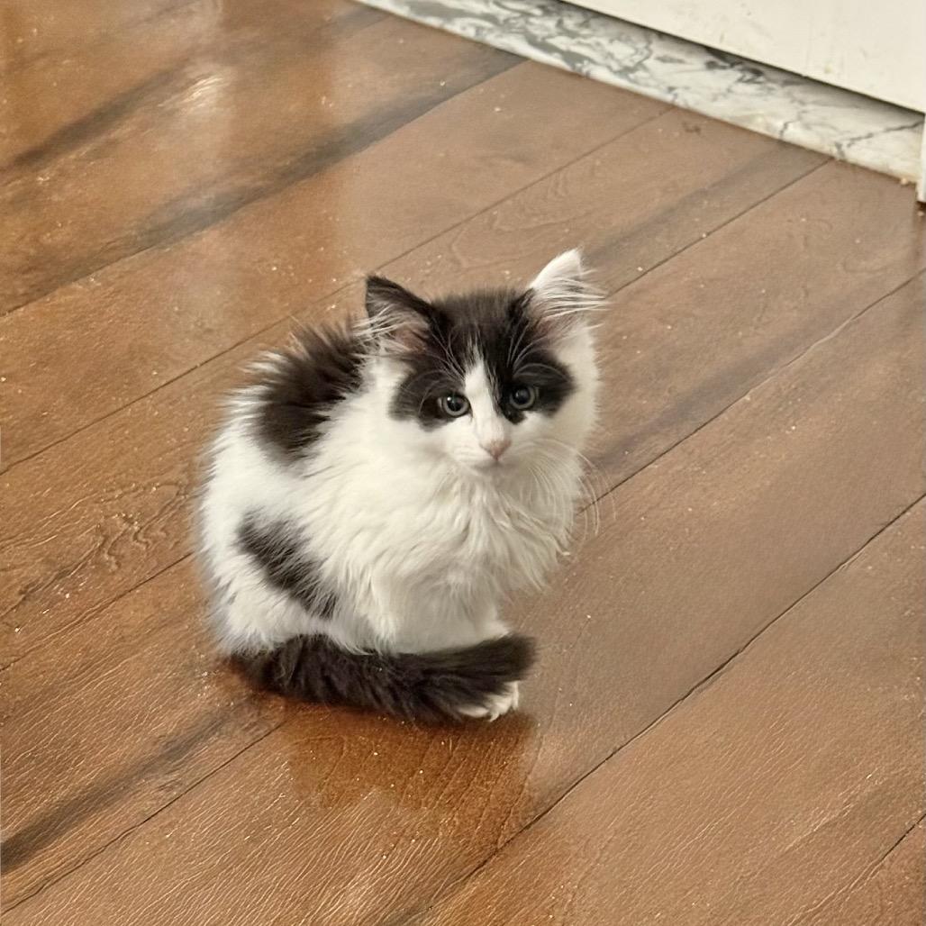 Waddle's Kerry, a Adoptable Domestic Long Hair in Chantilly, VA image 1/4