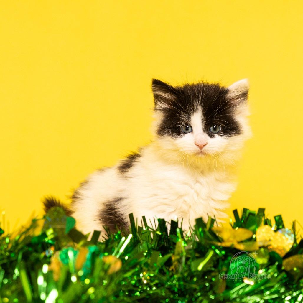 Waddle's Kerry, a Adoptable Domestic Long Hair in Chantilly, VA image 2/4