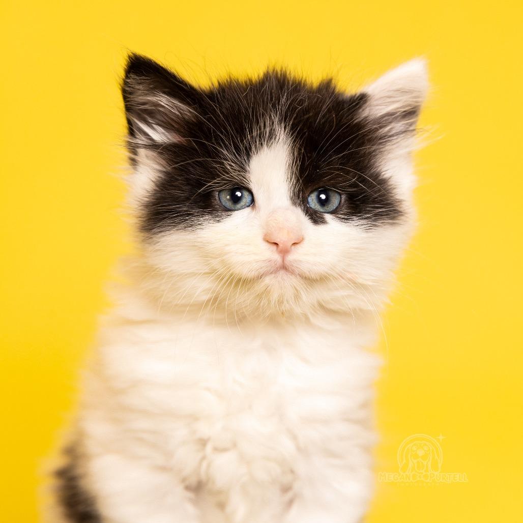 Waddle's Kerry, a Adoptable Domestic Long Hair in Chantilly, VA image 3/4