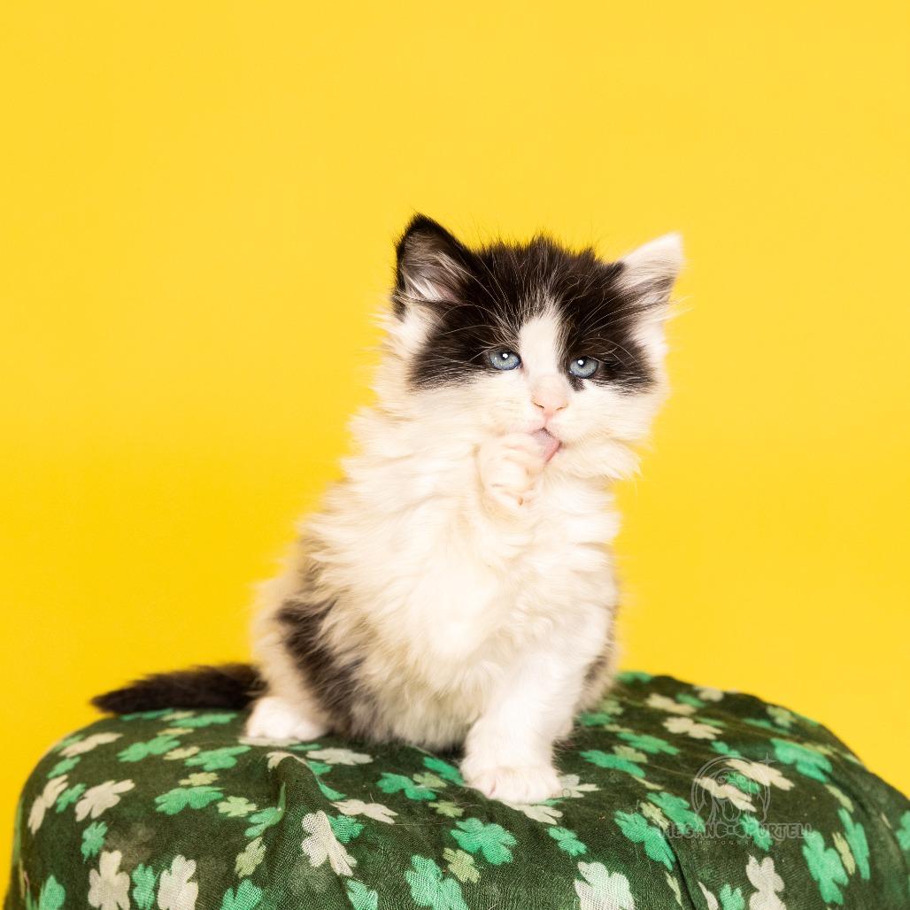 Waddle's Kerry, a Adoptable Domestic Long Hair in Chantilly, VA image 4/4