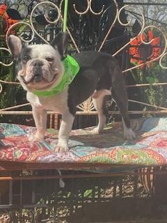 Mason, Adoptable, Adult Male French Bulldog.