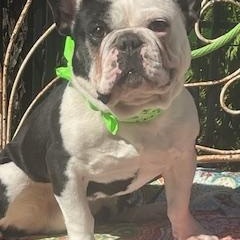 Enlarge Mason, a Adoptable French Bulldog in Dallas, TX image 2/4