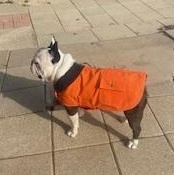 Enlarge Mason, a Adoptable French Bulldog in Dallas, TX image 3/4