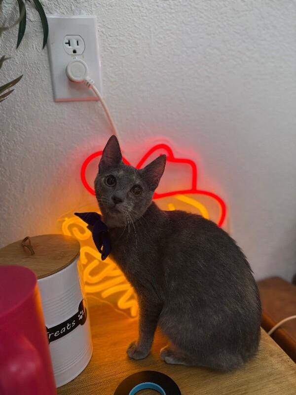 Abilene Meowling — thumbnail 5