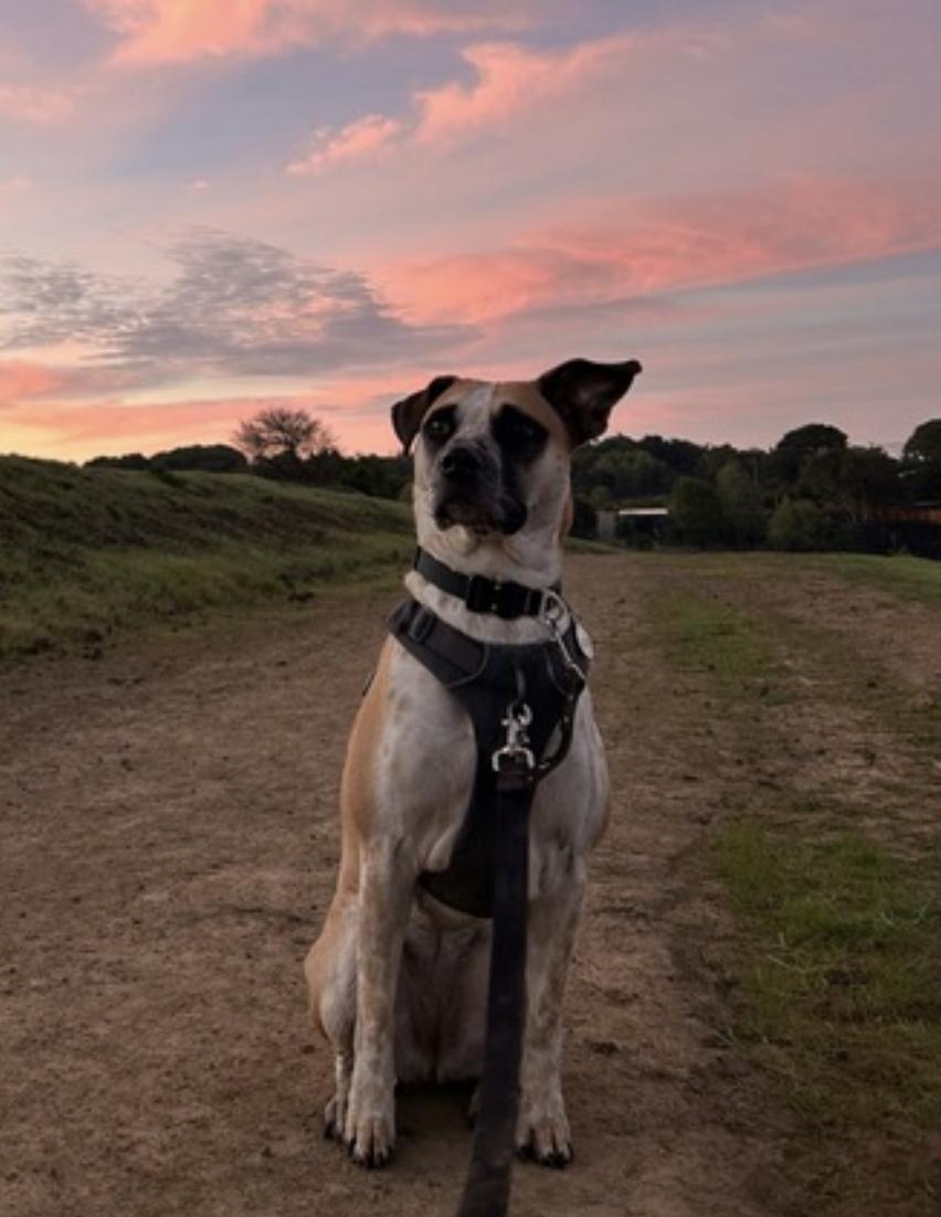 Enlarge Goose, a Adoptable mixed breed in Berkeley, CA image 3/6