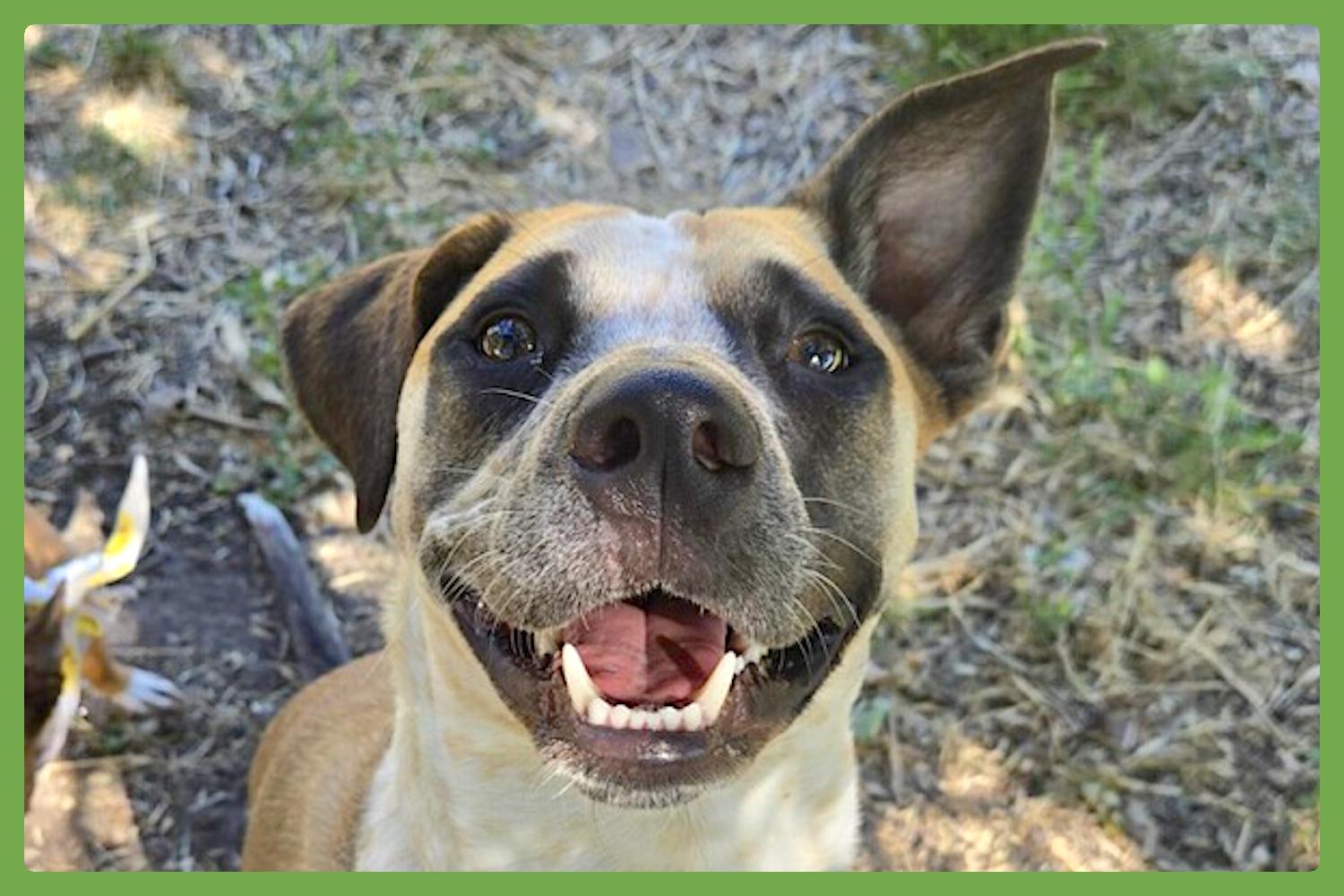 Goose, Adoptable, Young Female Australian Cattle Dog / Blue Heeler & Black Mouth Cur.