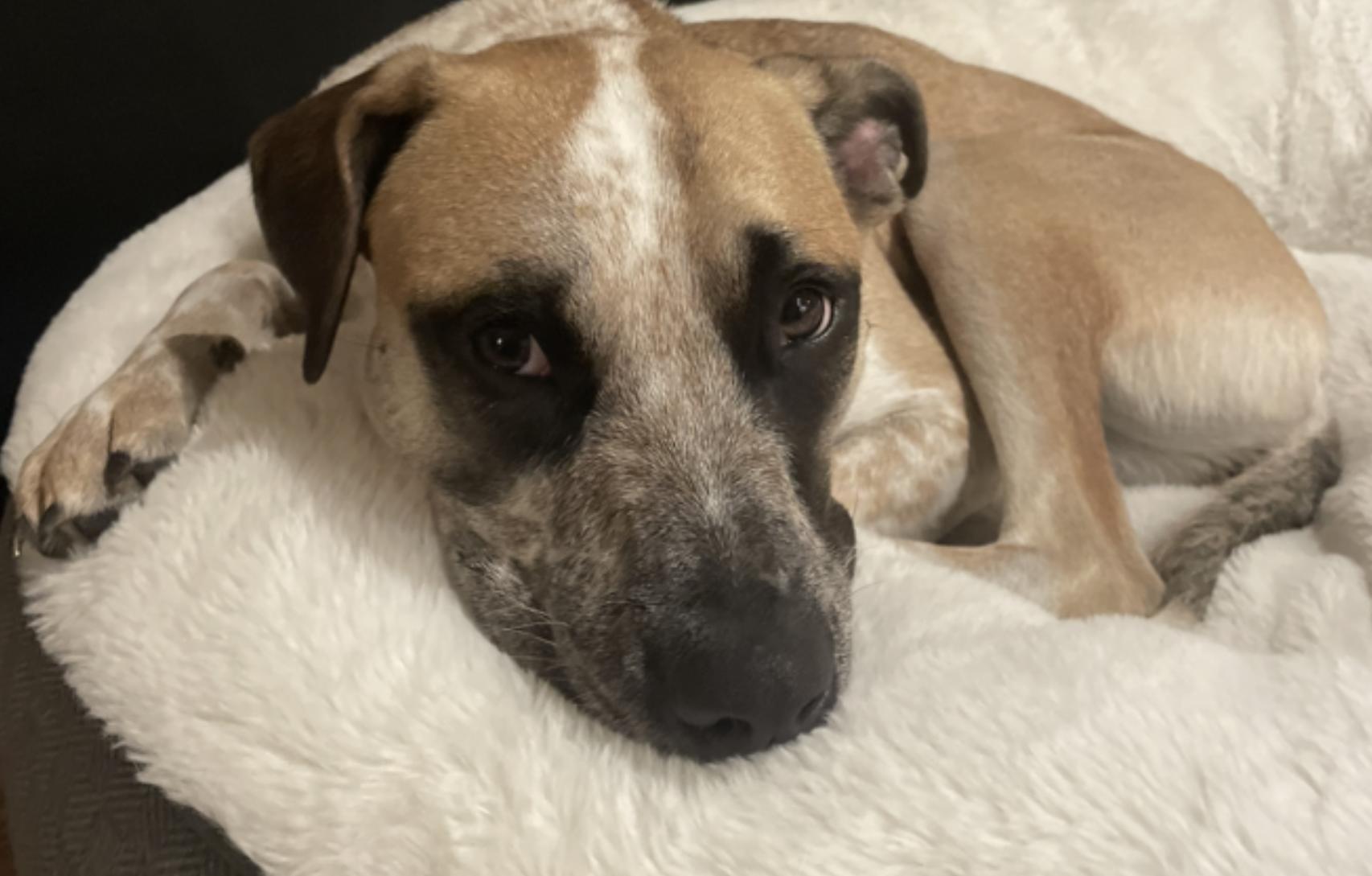 Enlarge Goose, a Adoptable mixed breed in Berkeley, CA image 2/6