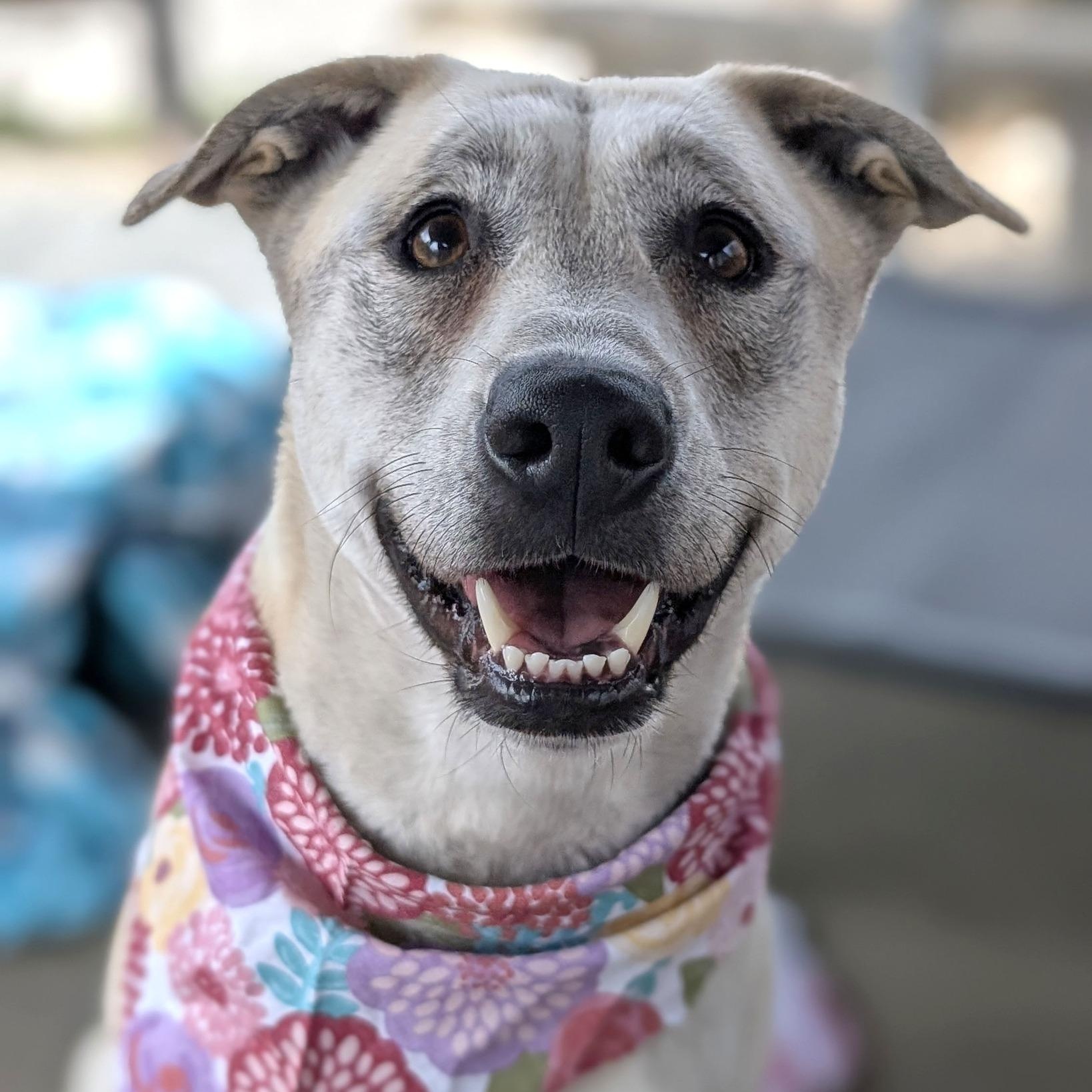 Enlarge Anne, an adopted mixed breed in House Springs, MO image 1/1