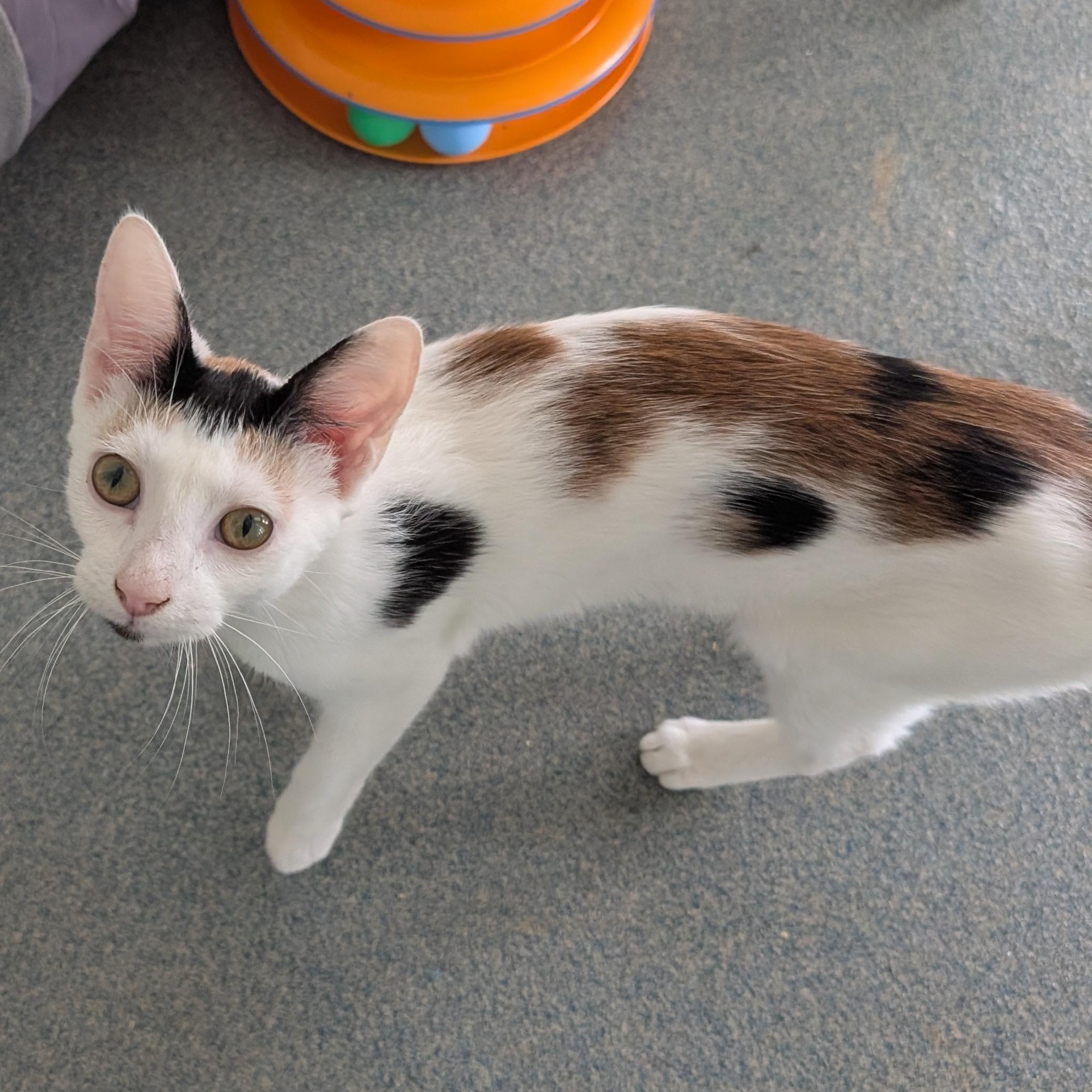 Enlarge Bubbles, a ADOPTABLE Domestic Short Hair in Suffolk, VA image 1/2