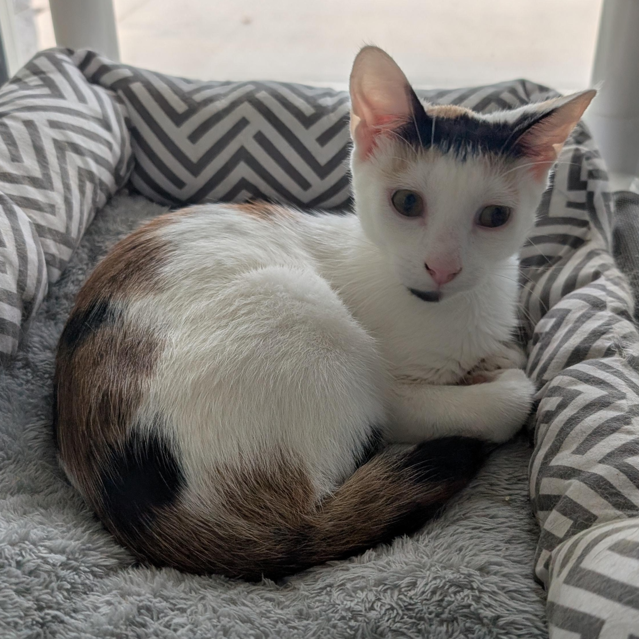 Enlarge Bubbles, a ADOPTABLE Domestic Short Hair in Suffolk, VA image 2/2
