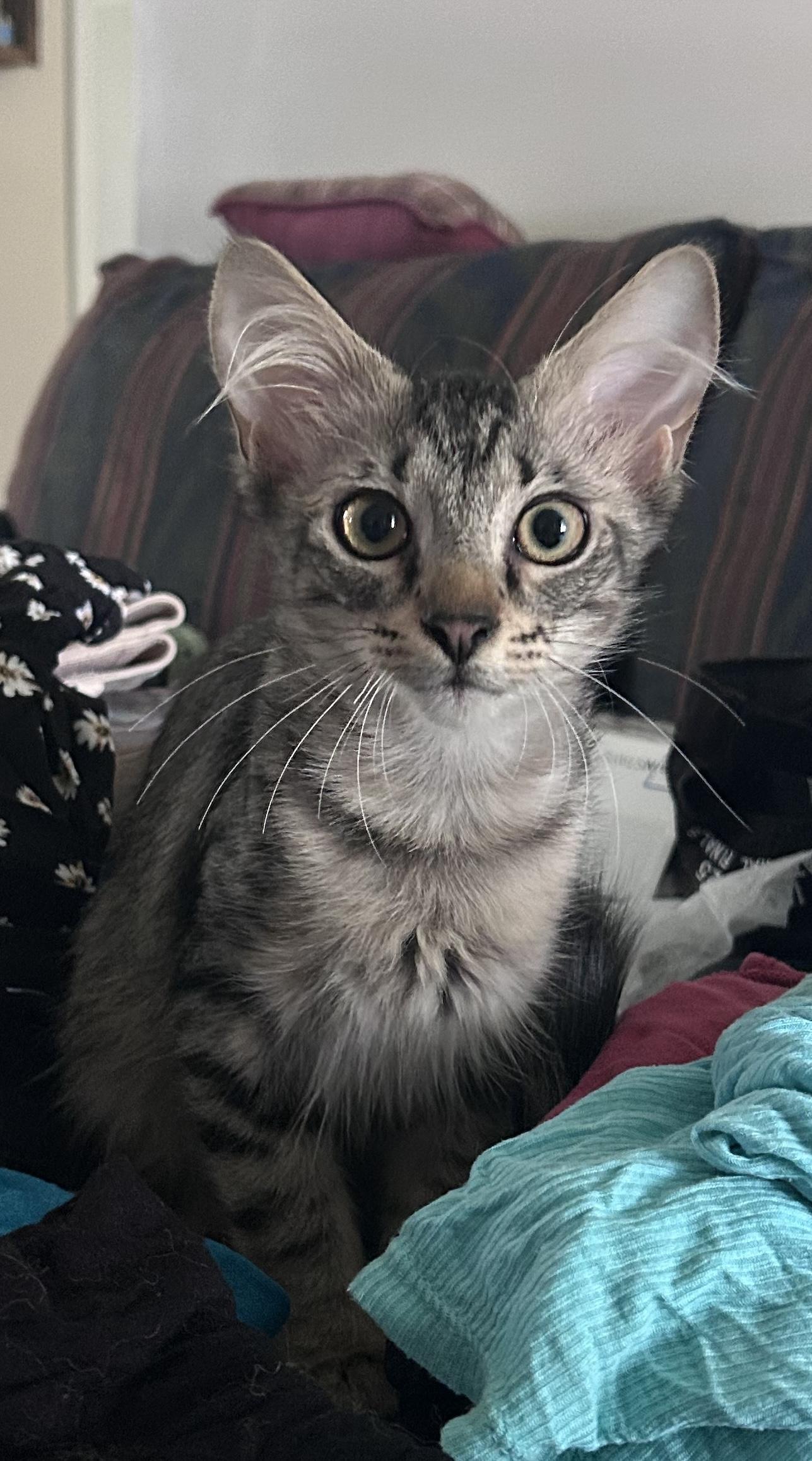 Enlarge Nectar, a Adoptable Domestic Medium Hair in Murfreesboro, TN image 3/6